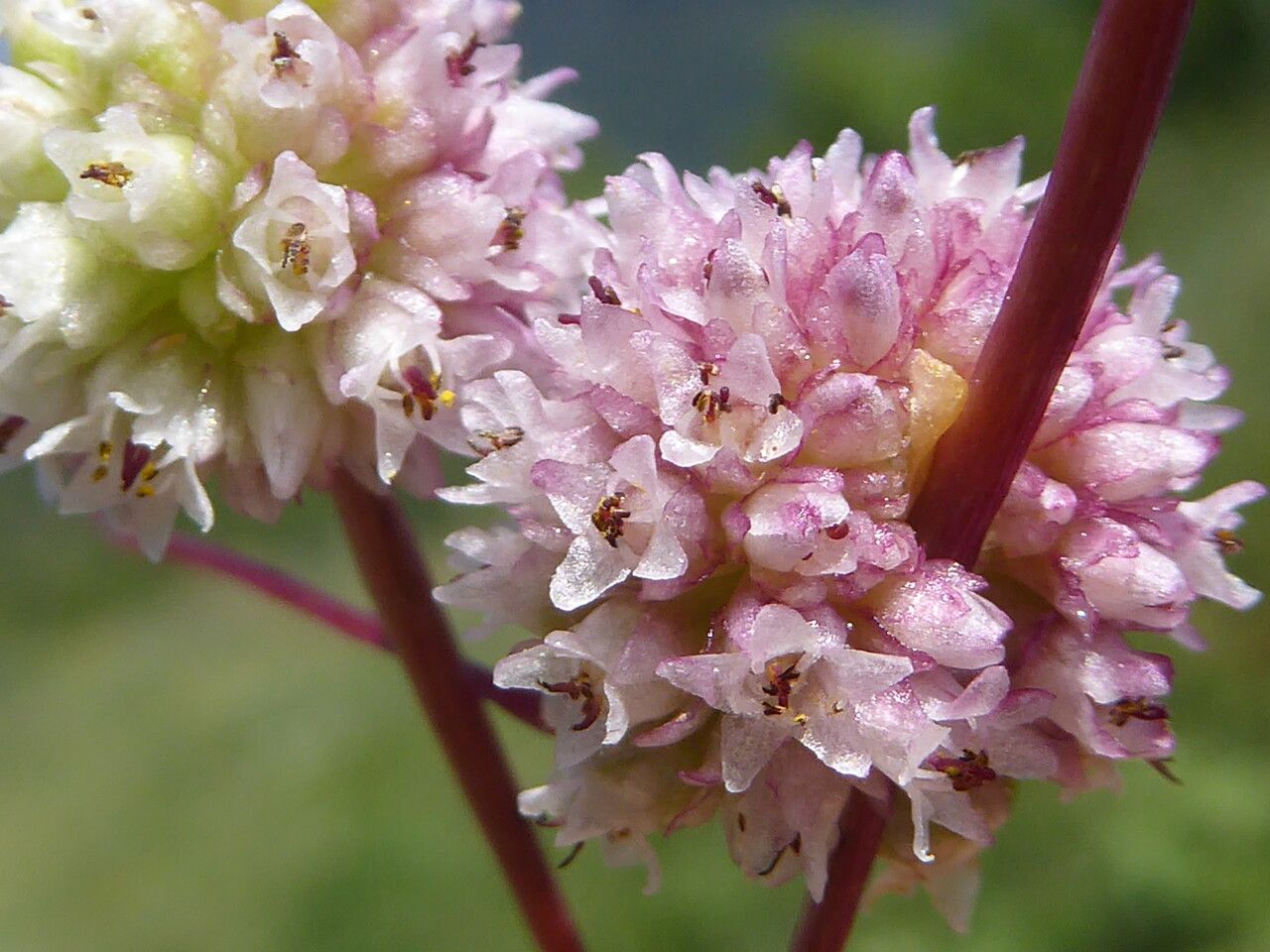 Cuscuta europaea flower