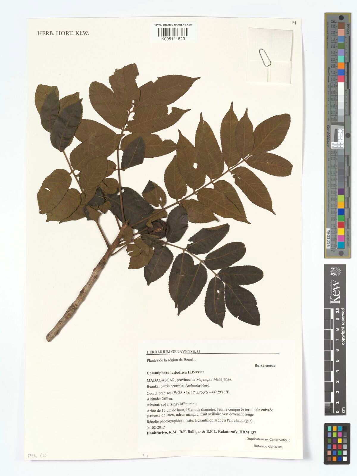 Commiphora lasiodisca — search result for 'Commiphora'