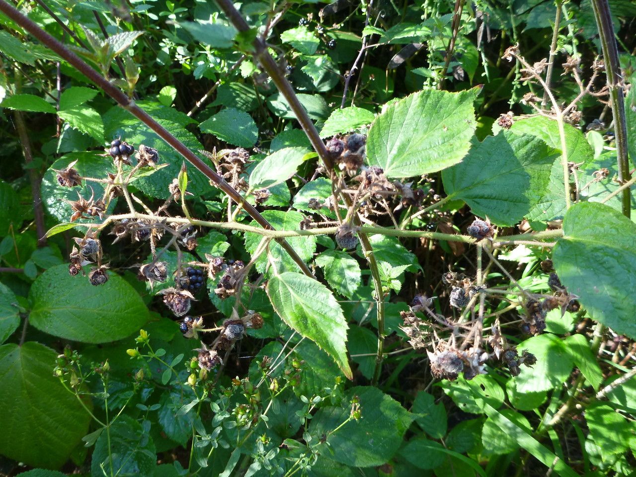 Rubus tereticaulis habit