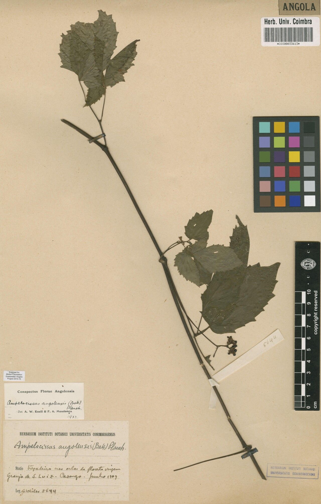 Ampelocissus angolensis — related species from the same genus