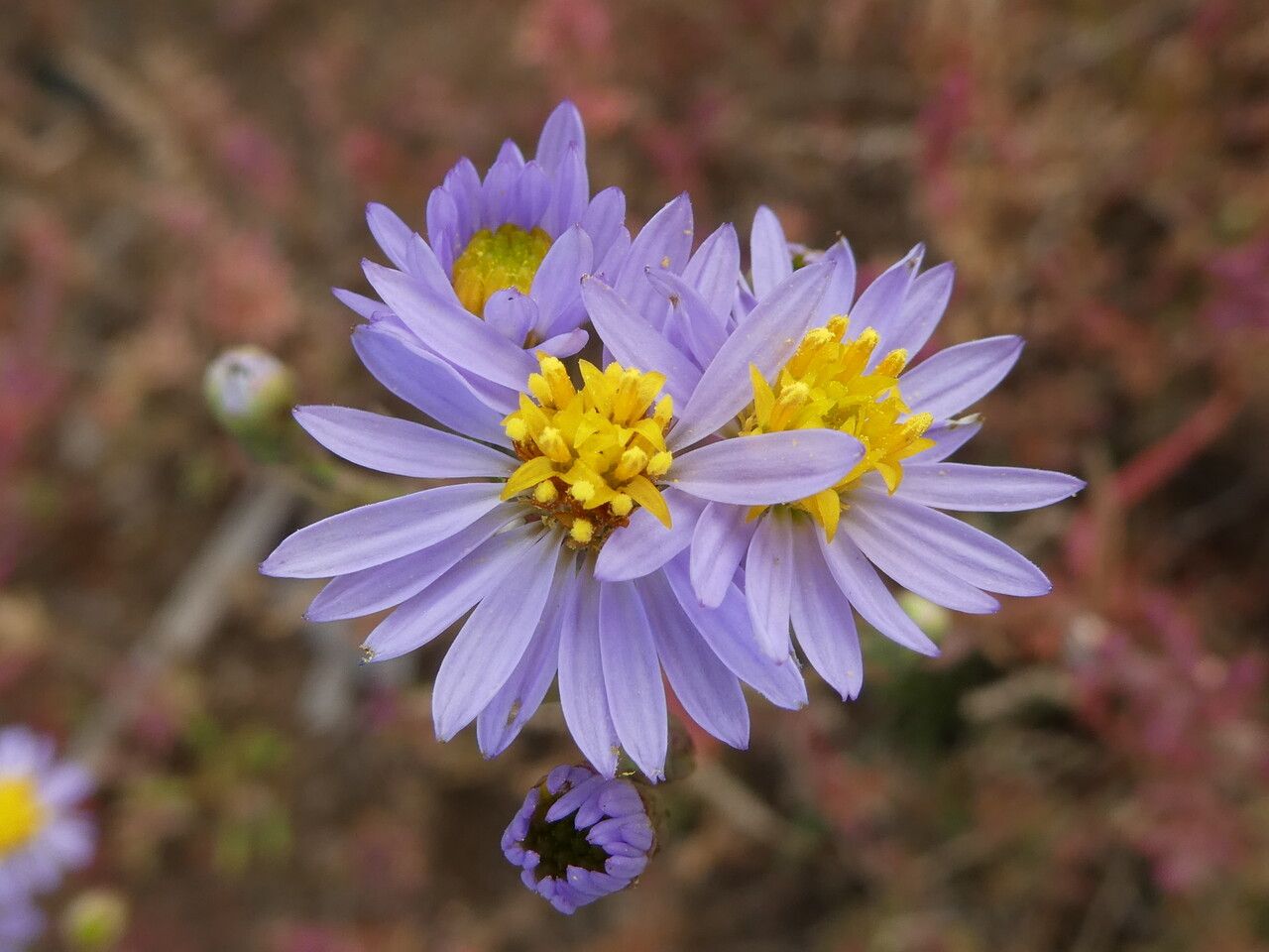 Tripolium pannonicum flower