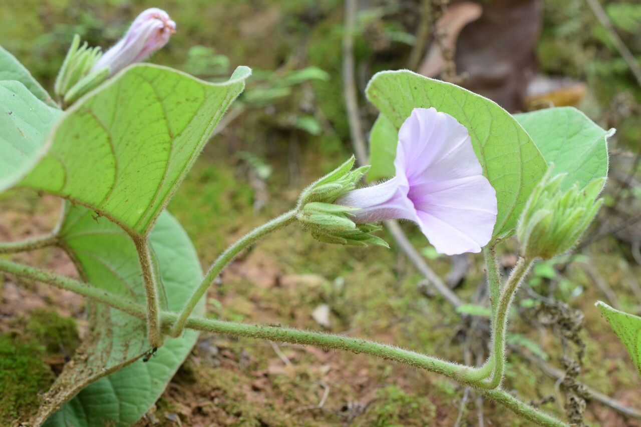 Argyreia argentea flower