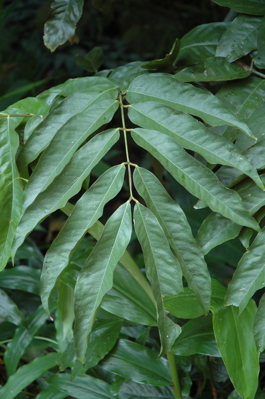 Amherstia nobilis leaf