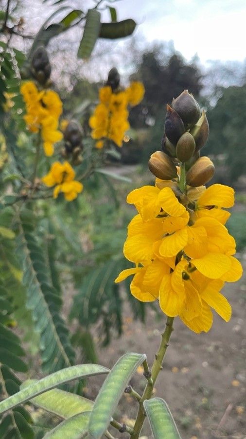 Cassia didymobotrya flower