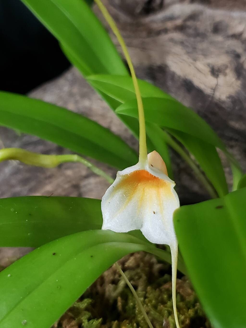 Masdevallia constricta — search result for 'Masdevallia'