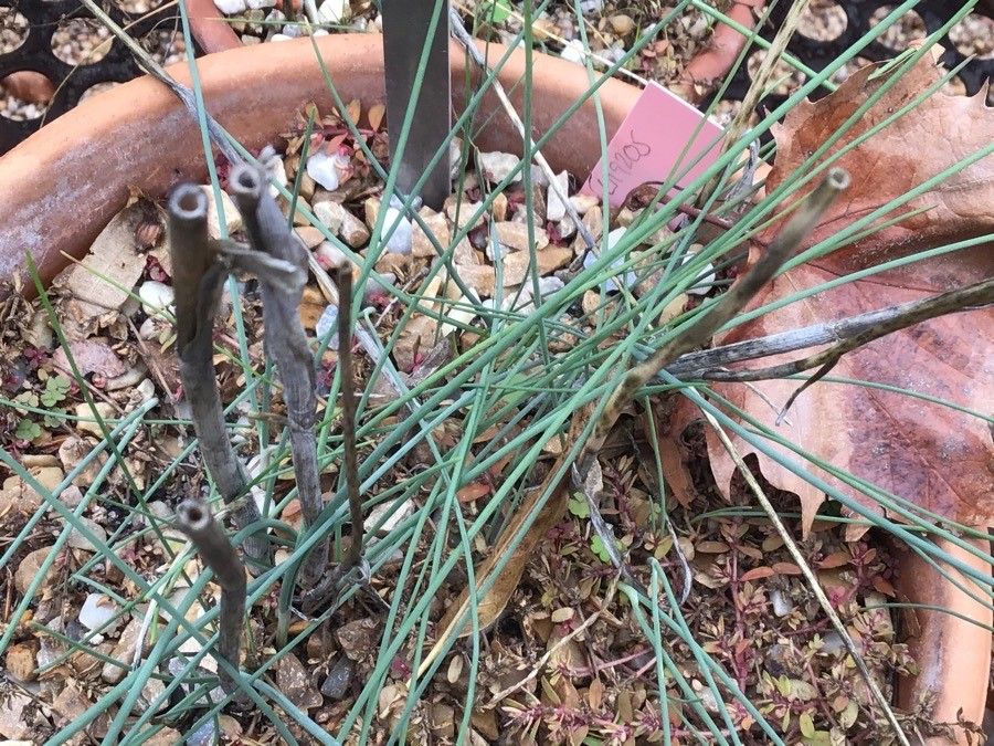 Allium melananthum — search result for 'Allium'