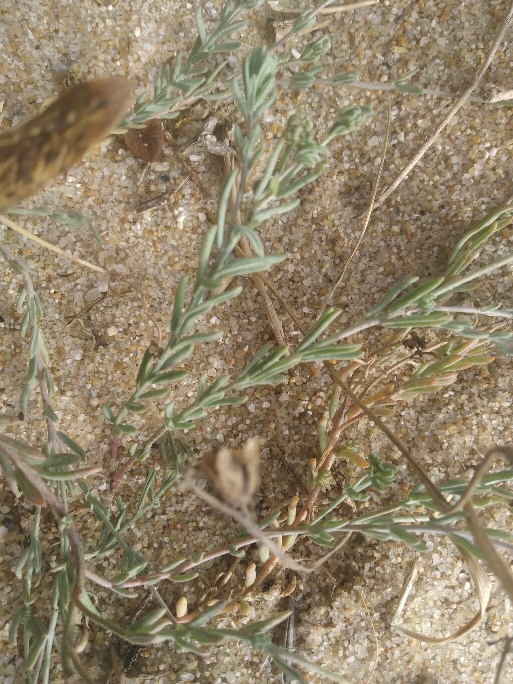Linaria polygalifolia leaf