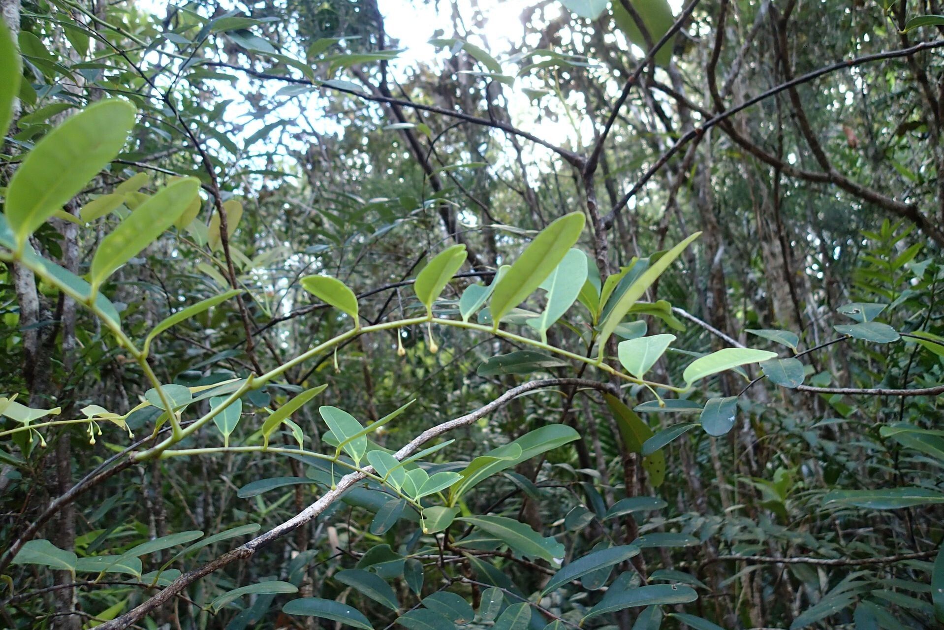 Phyllanthus castus habit