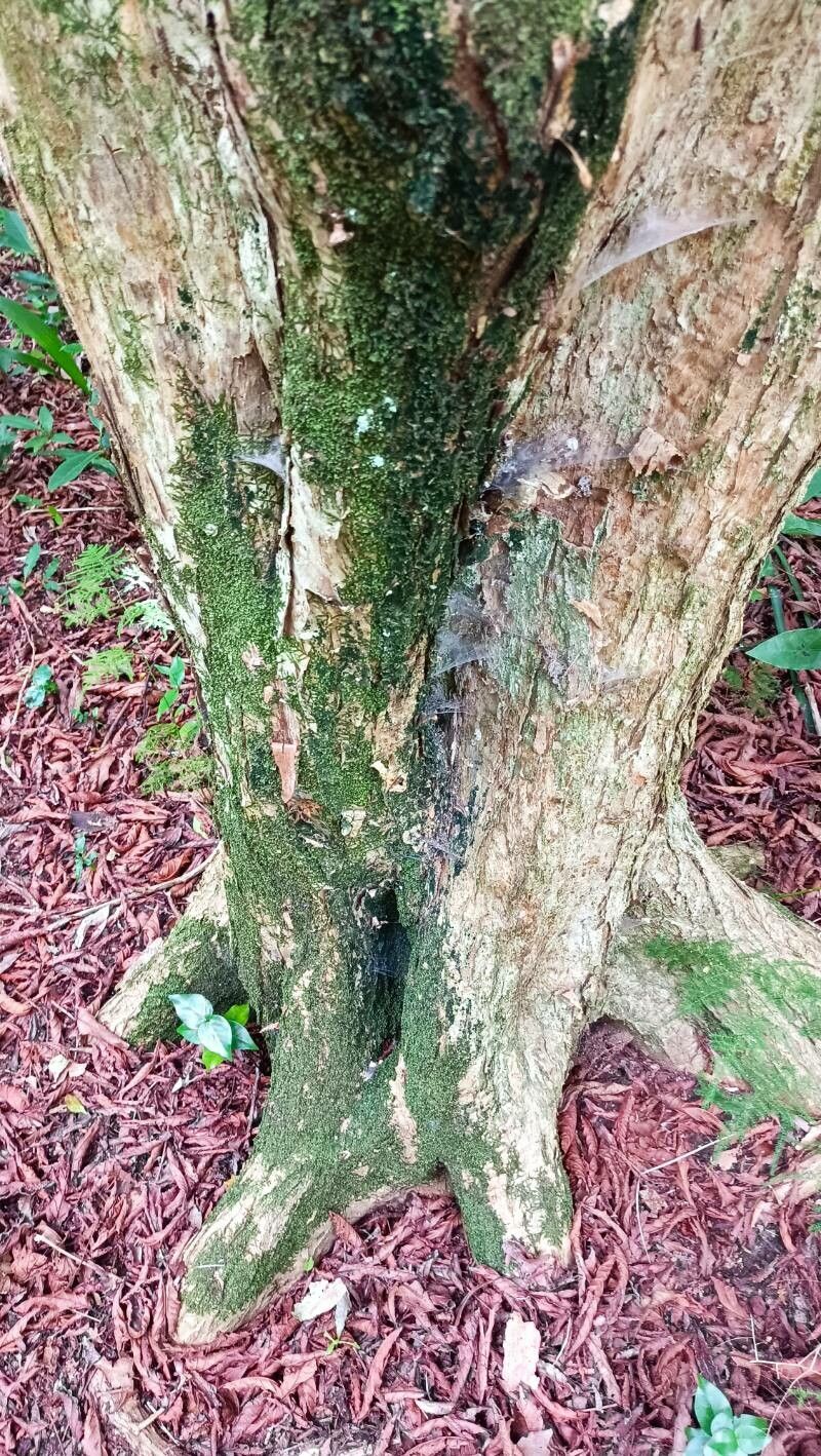 Campomanesia reitziana bark