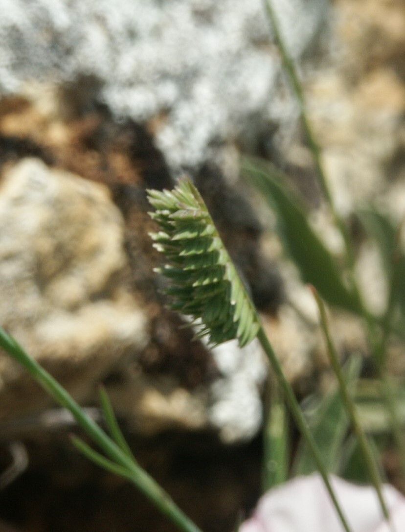 Wangenheimia lima flower