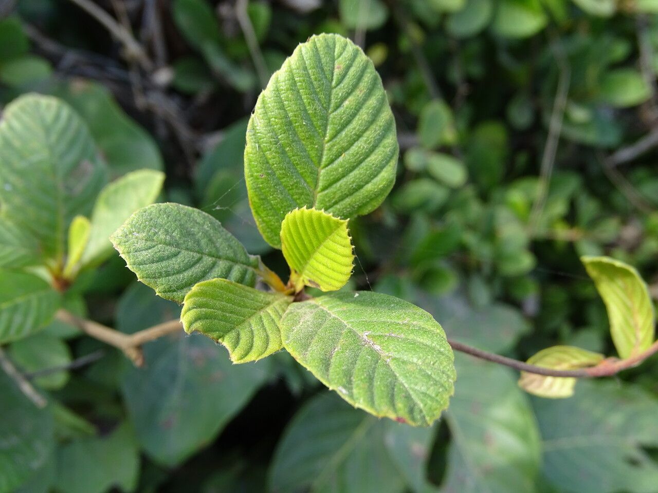 Tetracera potatoria leaf