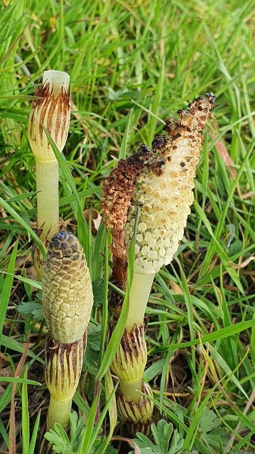 Equisetum telmateia flower