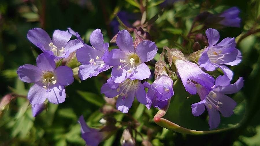 Polemonium reptans flower