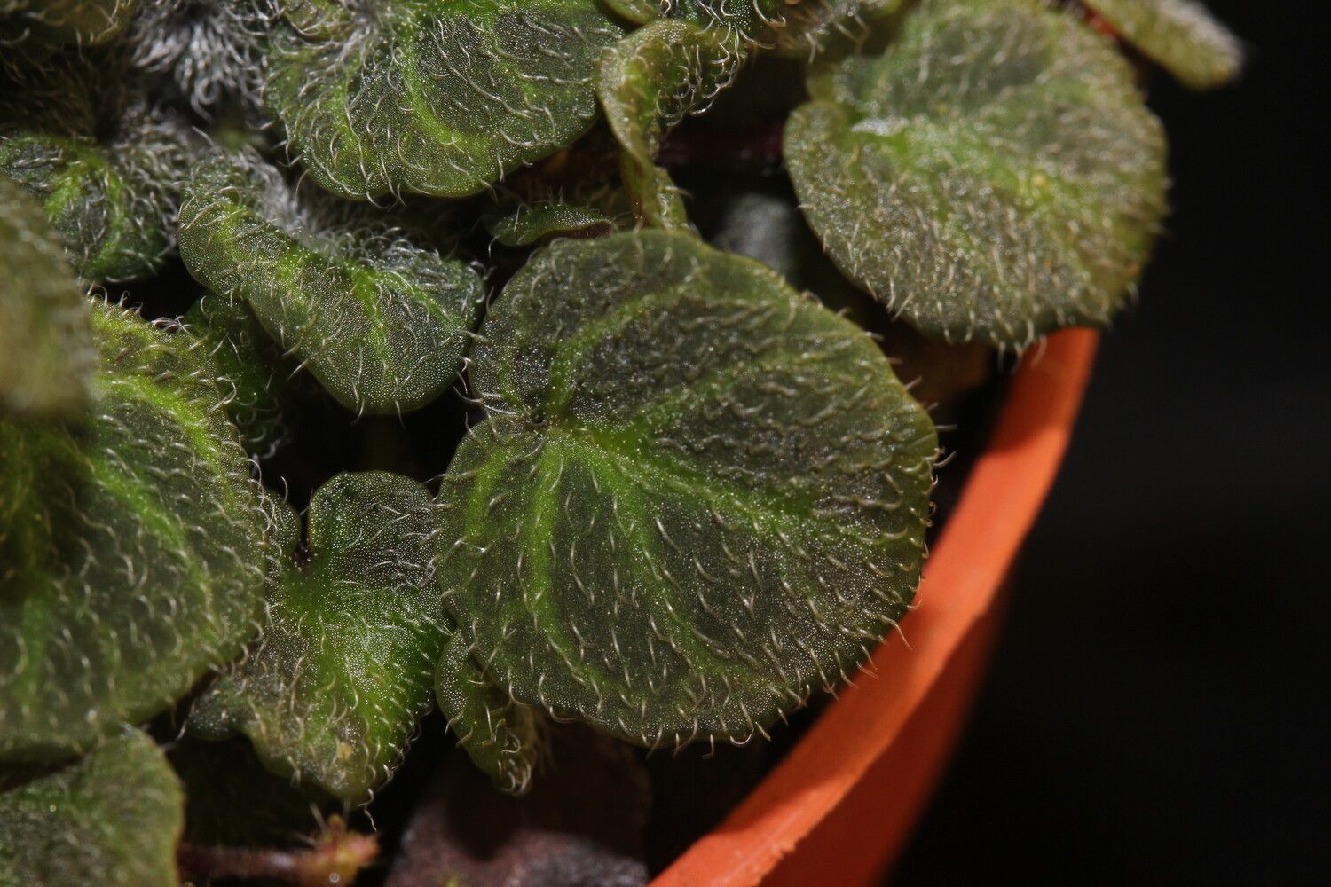 Streptocarpus andohahelensis leaf