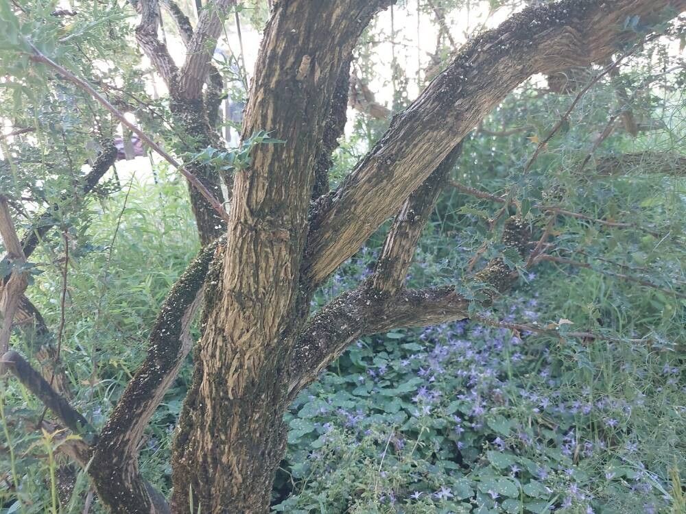 Berberis haematocarpa bark
