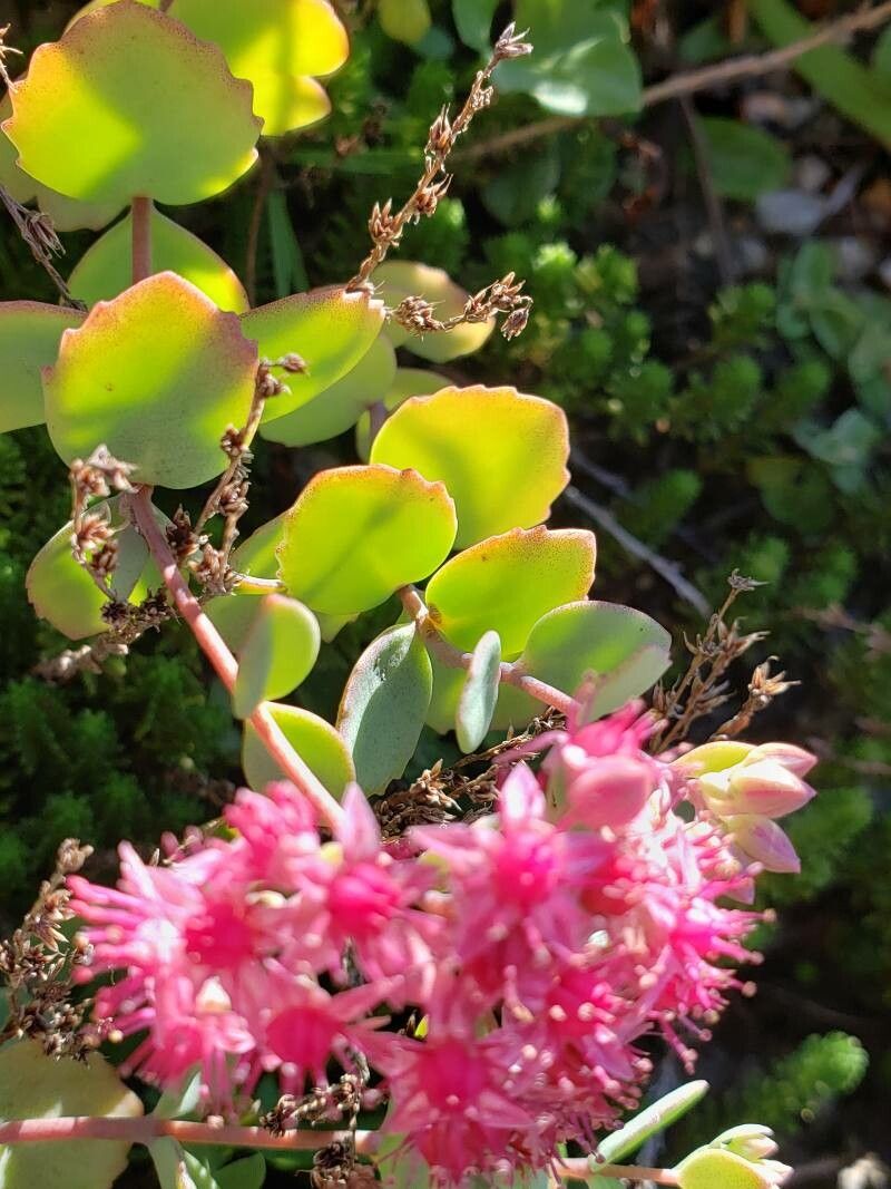 Sedum pluricaule — houseplant care guide