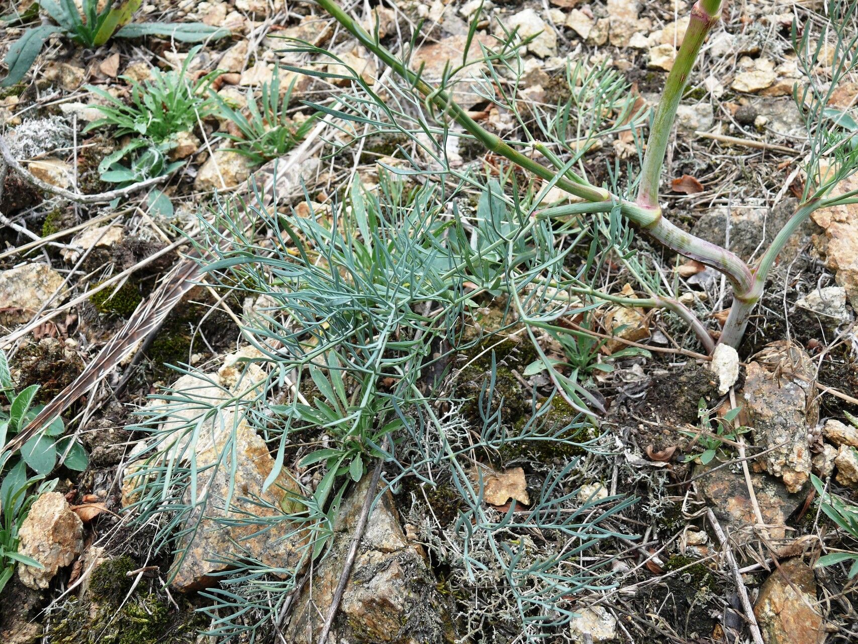 Seseli osseum — search result for 'Seseli'