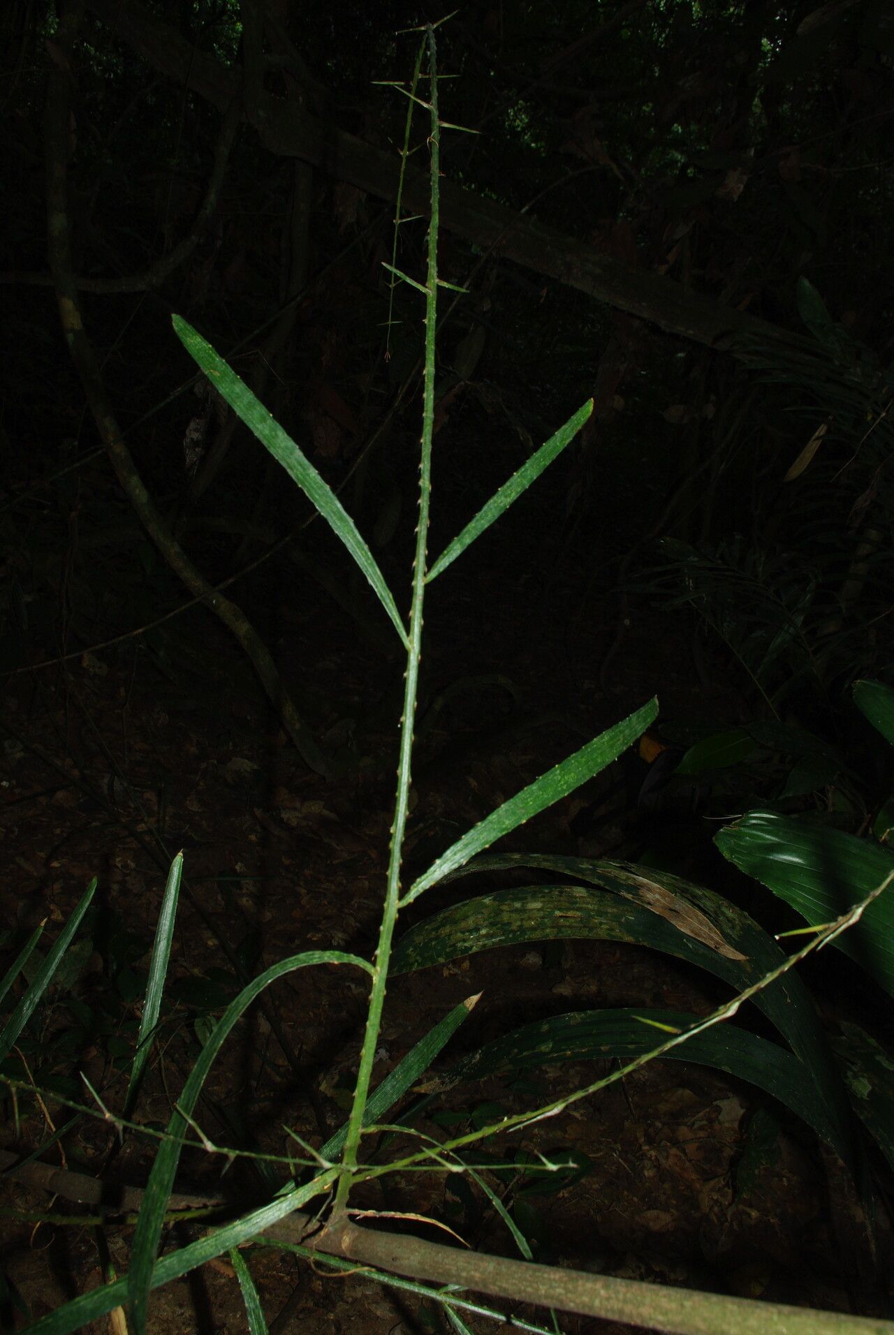 Eremospatha tessmanniana — houseplant care guide