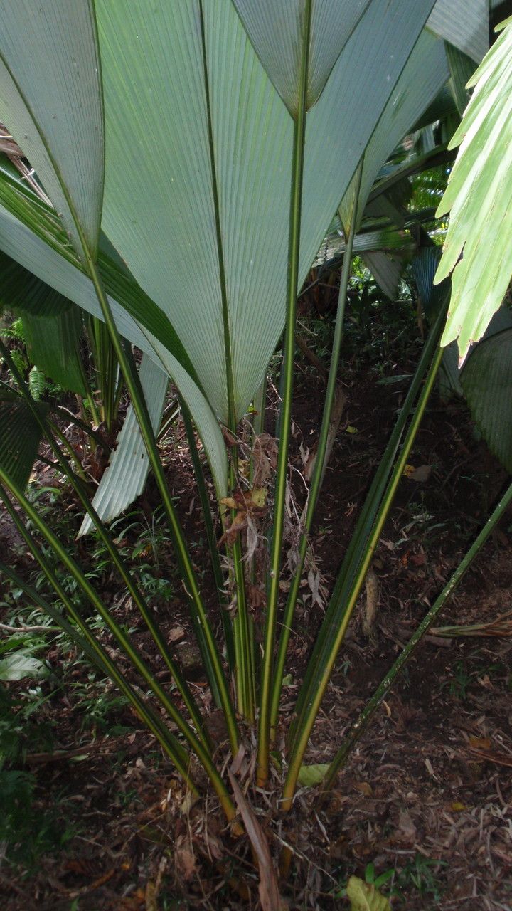 Johannesteijsmannia magnifica leaf