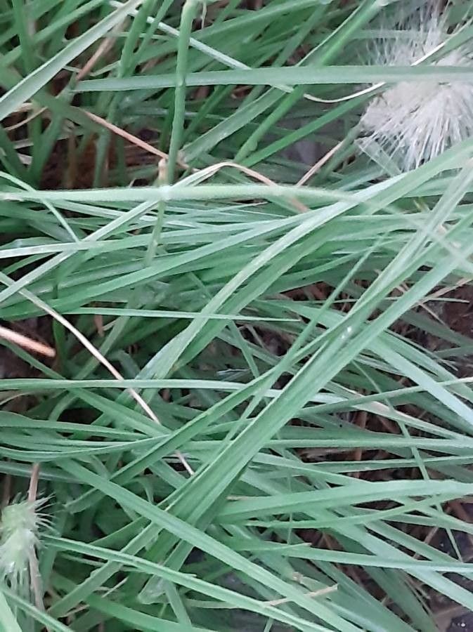 Cenchrus longisetus — houseplant care guide