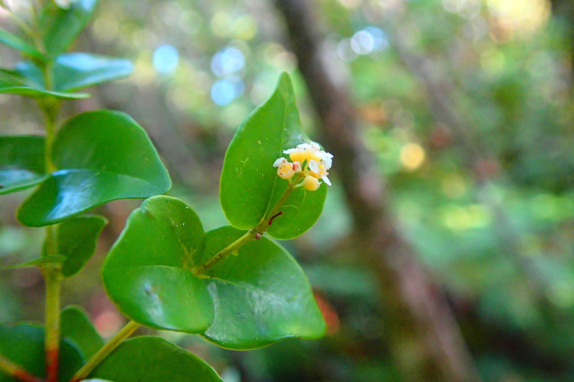 Syzygium tenuiflorum habit