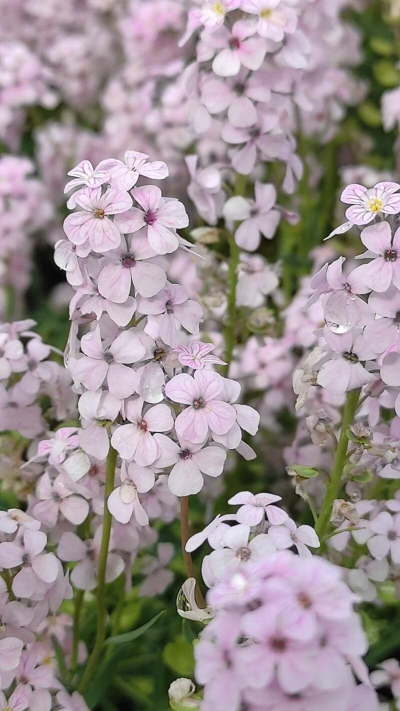 Aethionema speciosum flower