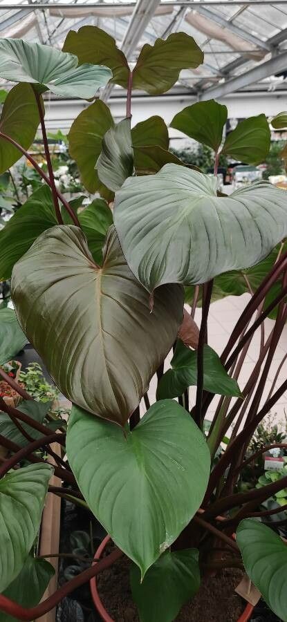 Homalomena rubescens