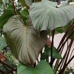 Homalomena rubescens