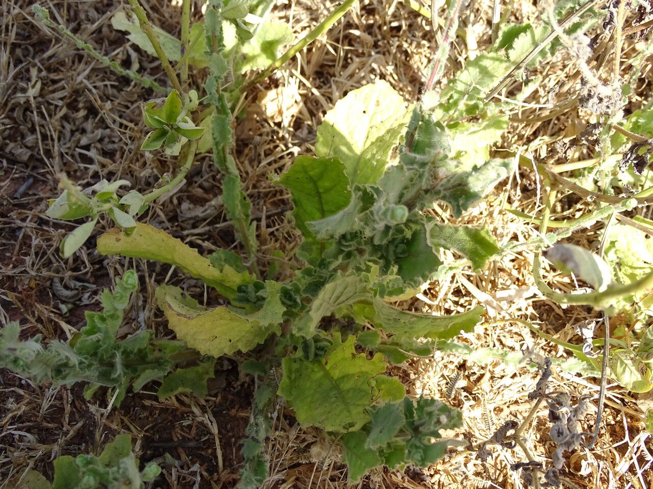 Centaurea perrottetii — houseplant care guide