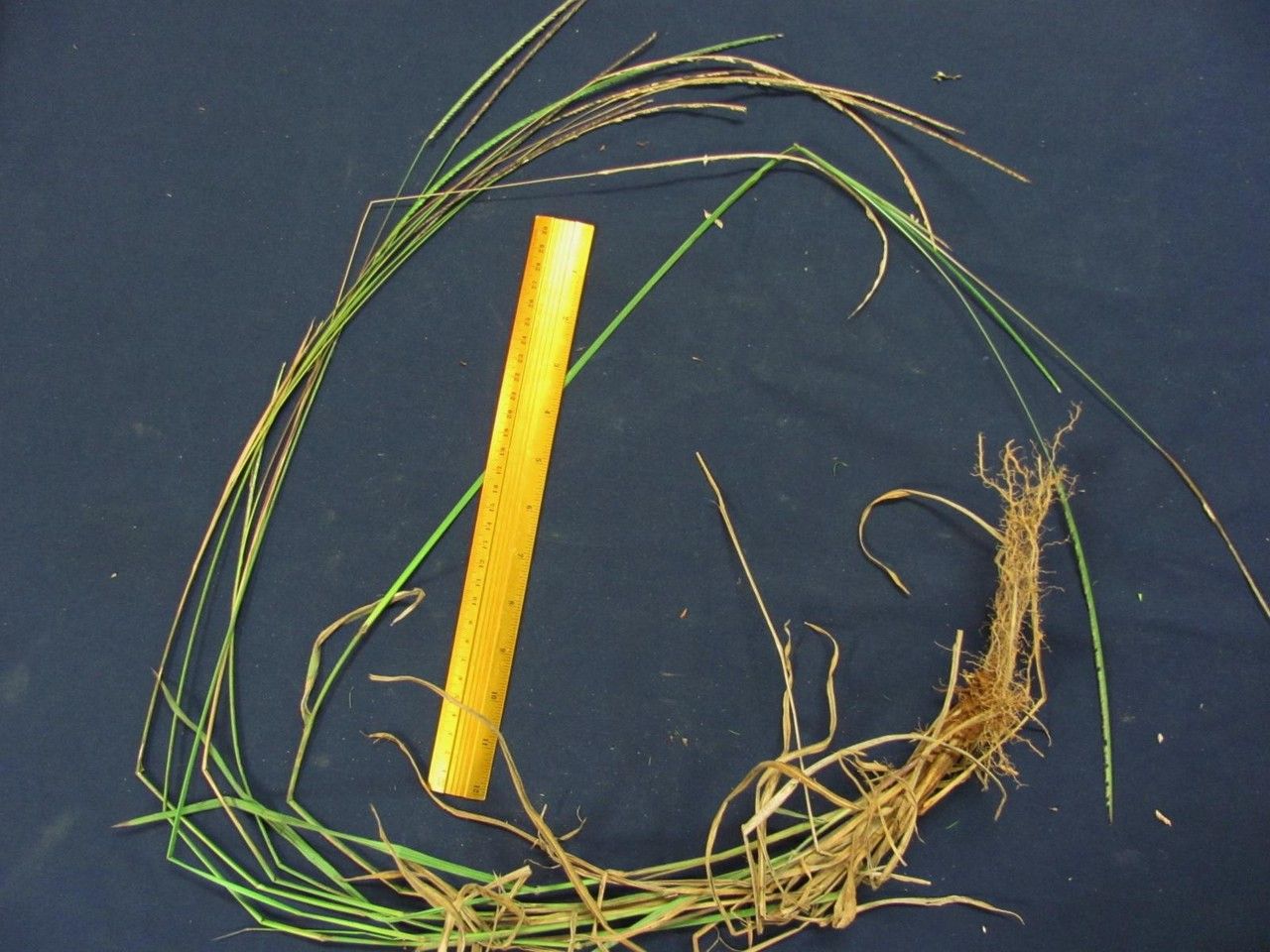 Paspalum foliiforme other