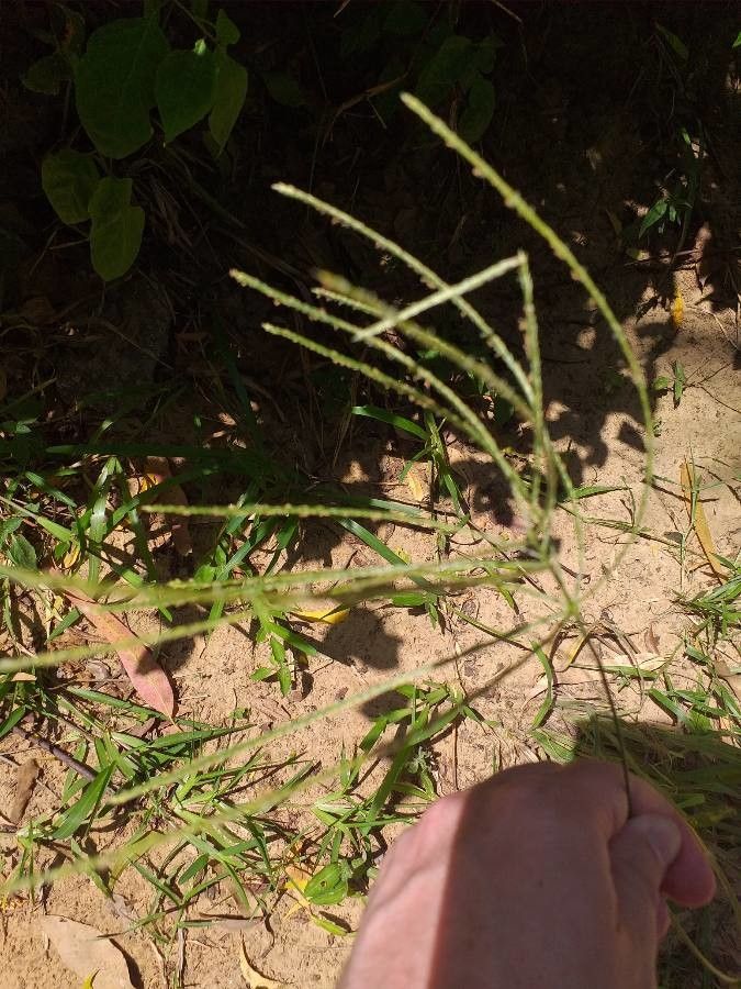 Digitaria milanjiana flower