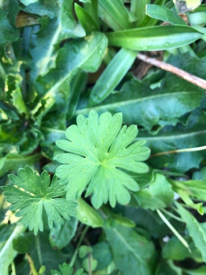 Geranium dolomiticum — houseplant care guide