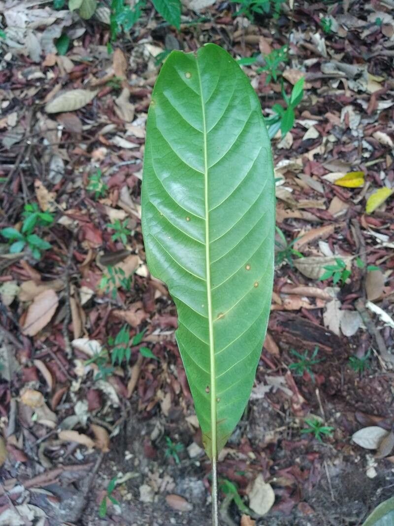 Barringtonia longisepala — houseplant care guide