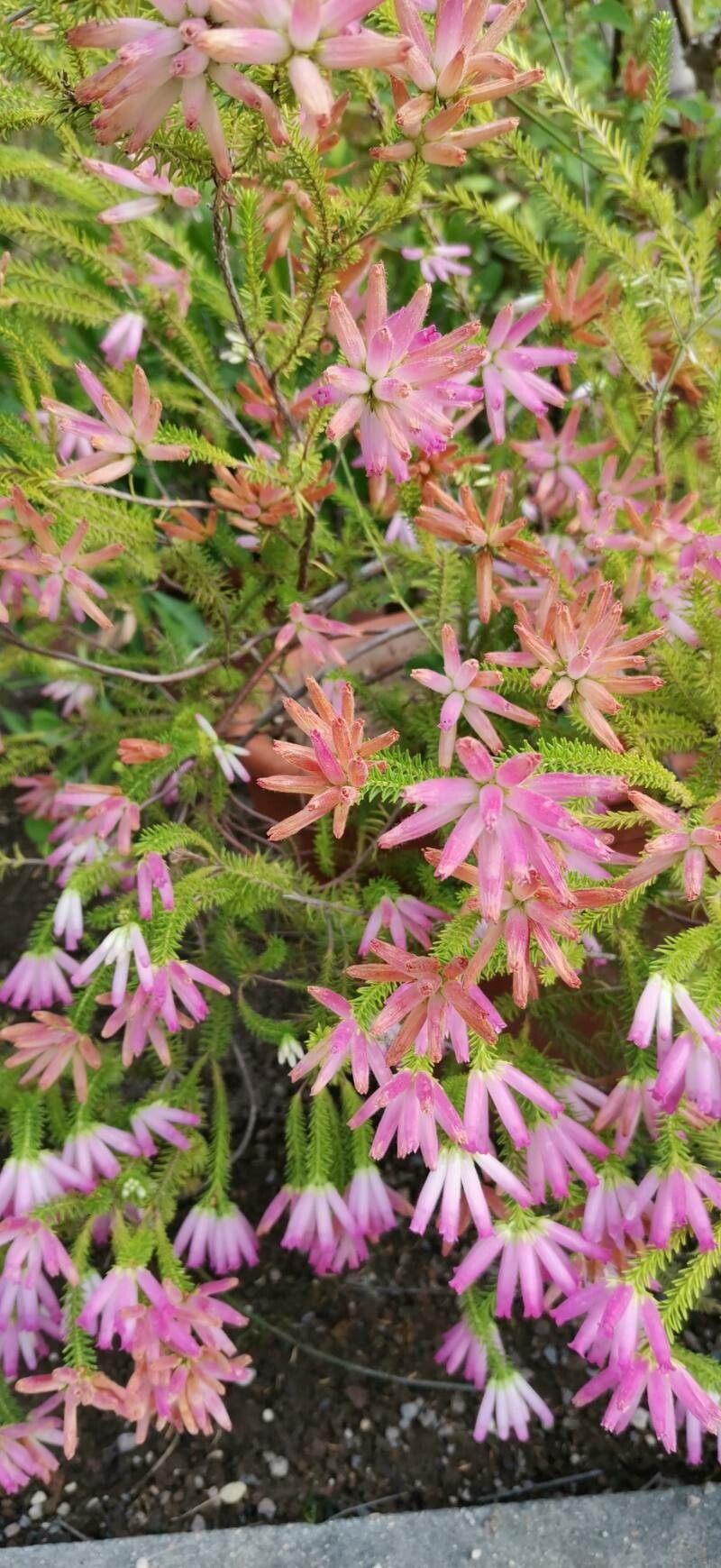 Erica doliiformis habit