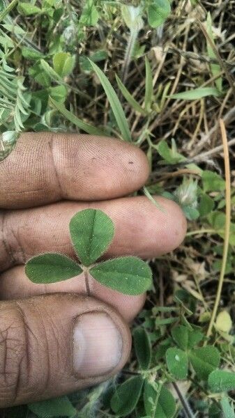 Trifolium striatum leaf