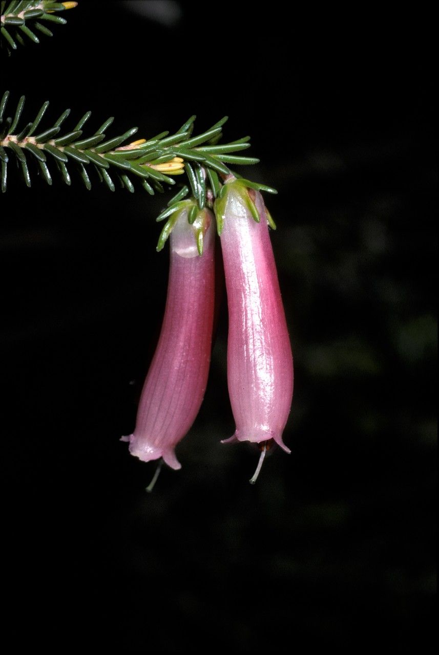 Erica diaphana — search result for 'Erica'