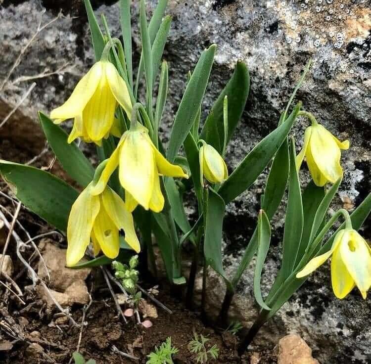 Fritillaria conica habit