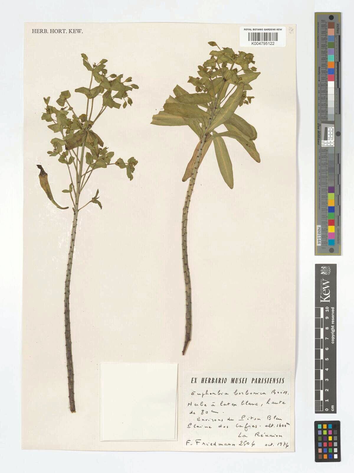 Euphorbia borbonica — houseplant care guide