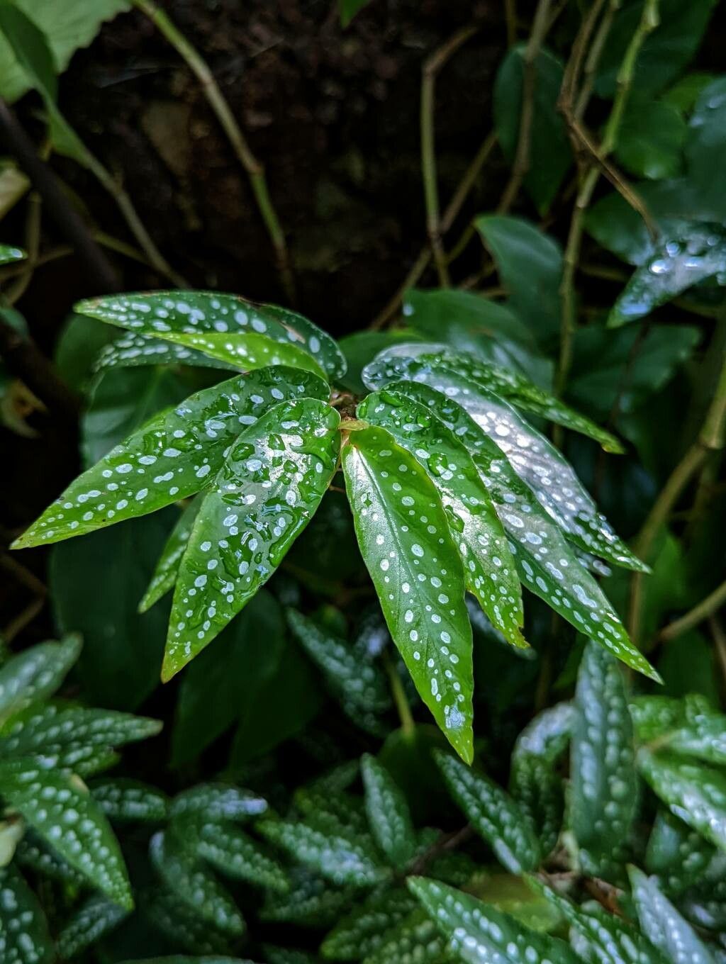 Begonia × albopicta — search result for 'Begonia'