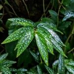 Begonia × albopicta