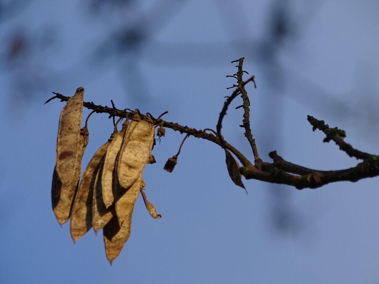 Maackia amurensis fruit