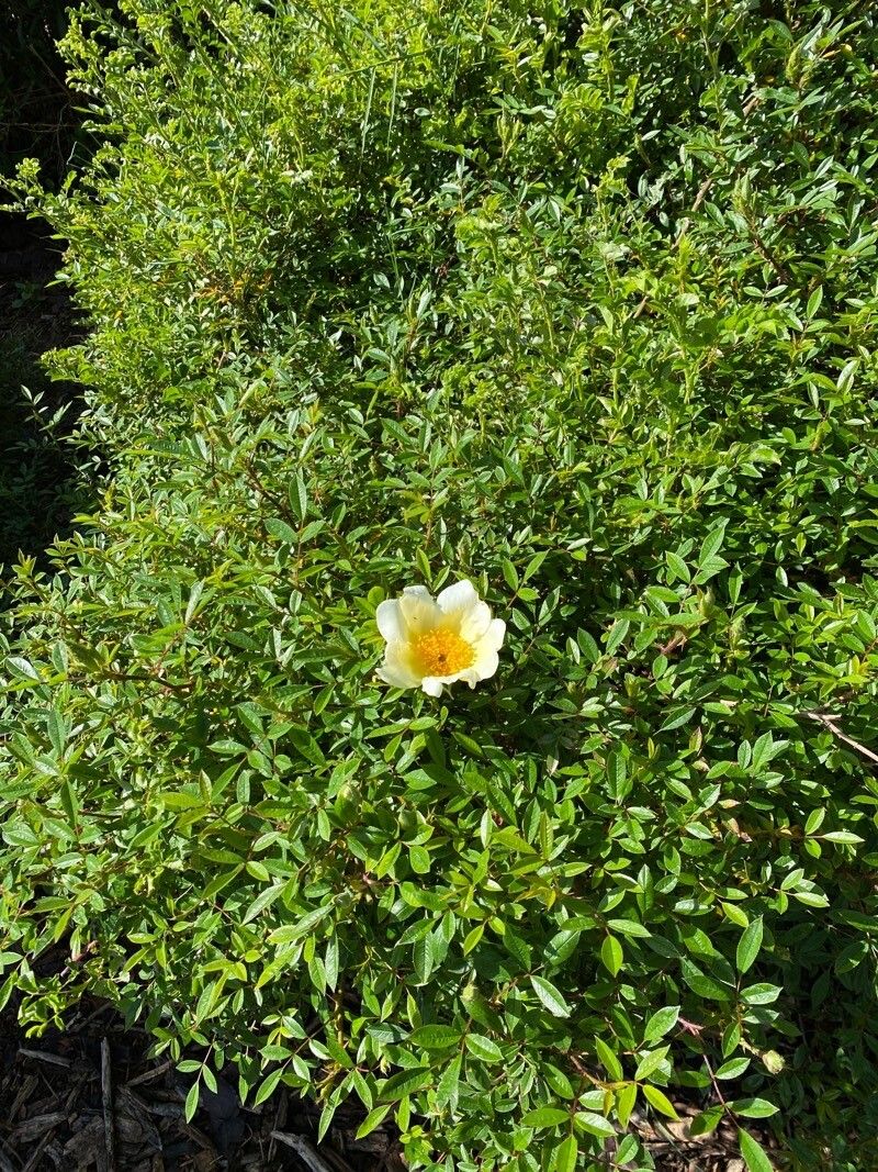 Rosa bracteata habit