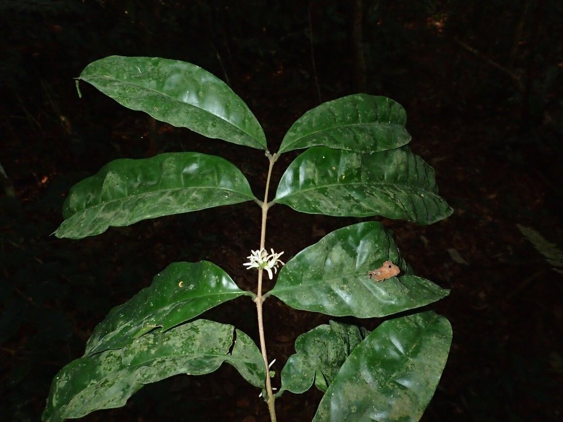 Noronhia congesta — houseplant care guide