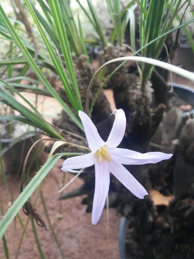 Xerophyta dasylirioides flower