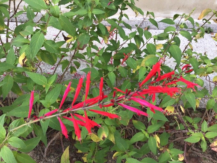 Salvia elegans flower