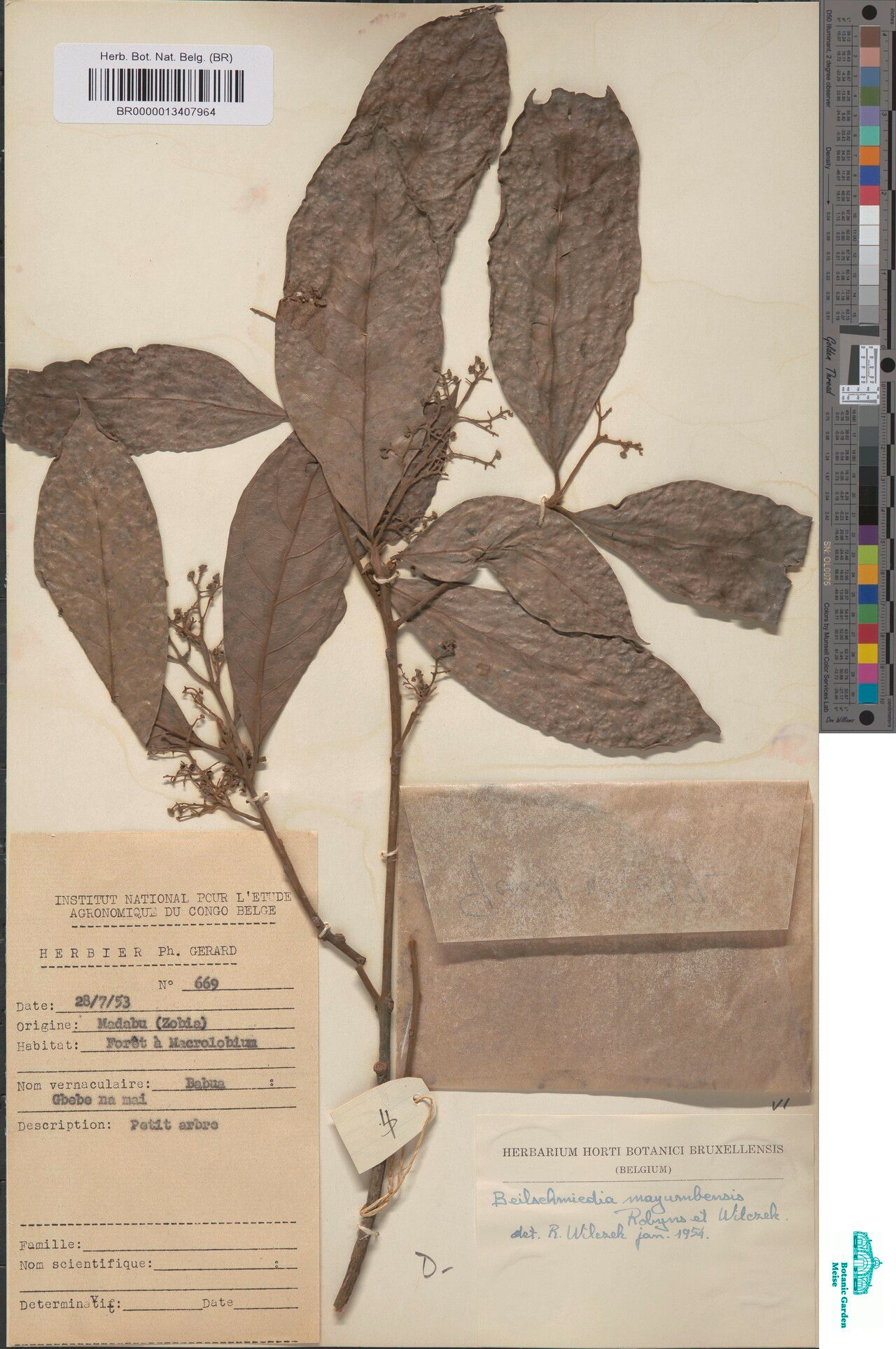 Beilschmiedia mayumbensis — houseplant care guide