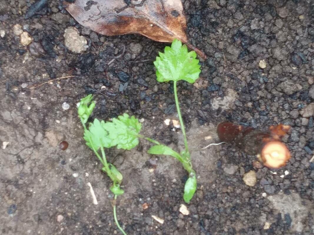 Pimpinella anisum leaf