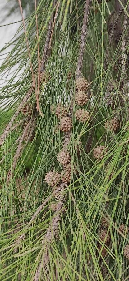 Casuarina cunninghamiana fruit