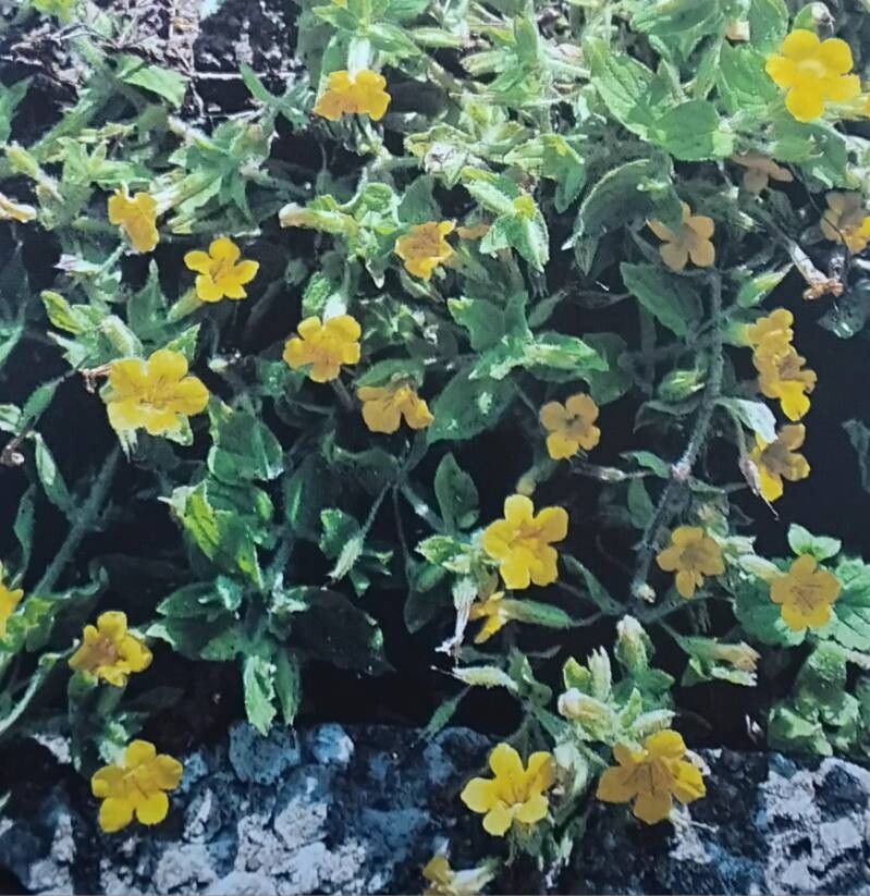 Erythranthe moschata habit