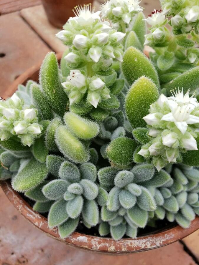 Sedum mocinianum — houseplant care guide